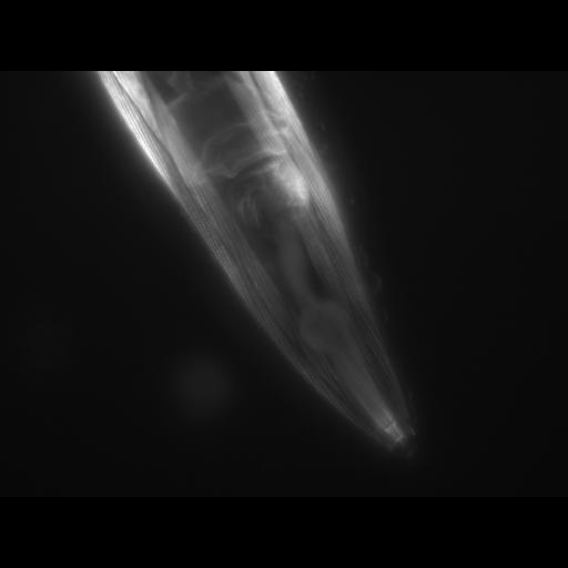  NCBI Organism:Caenorhabditis elegans; Cell Types:muscle cell Cell Components:actin filament Biological process:chronological cell aging