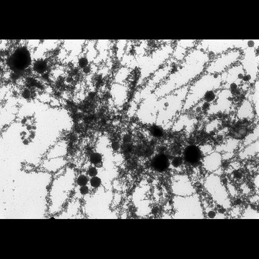  NCBI Organism:Notophthalmus viridescens; Cell Types:oocyte Biological process:, chromosome organization, RNA metabolic process;