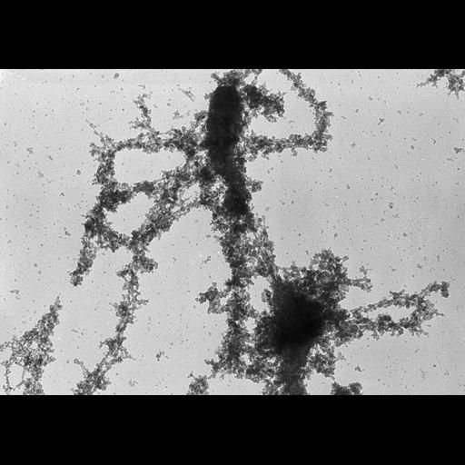  NCBI Organism:Notophthalmus viridescens; Cell Types:oocyte