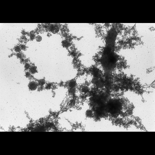  NCBI Organism:Notophthalmus viridescens; Cell Types:oocyte