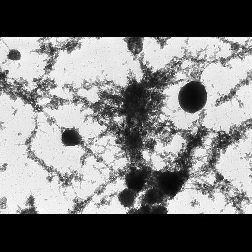  NCBI Organism:Notophthalmus viridescens; Cell Types:oocyte