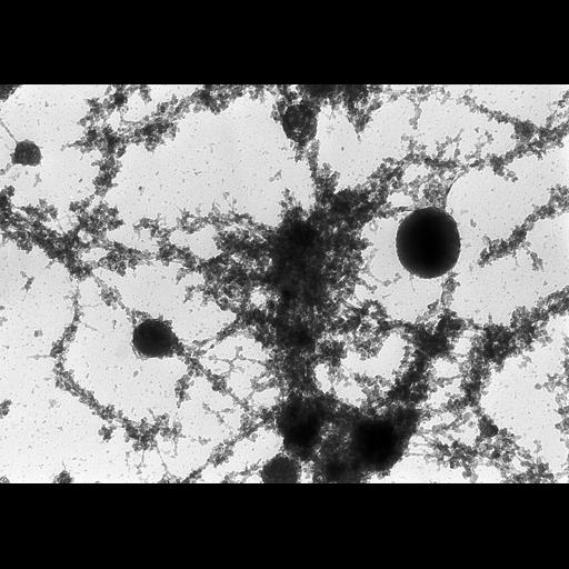  NCBI Organism:Notophthalmus viridescens; Cell Types:oocyte