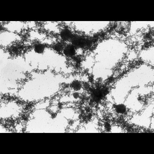  NCBI Organism:Notophthalmus viridescens; Cell Types:oocyte