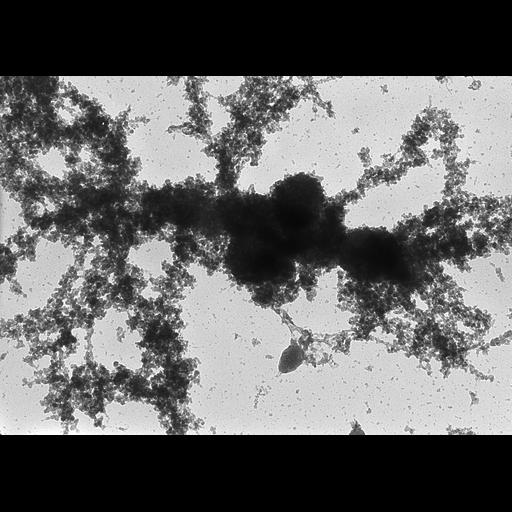  NCBI Organism:Notophthalmus viridescens; Cell Types:oocyte