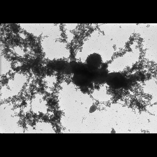  NCBI Organism:Notophthalmus viridescens; Cell Types:oocyte