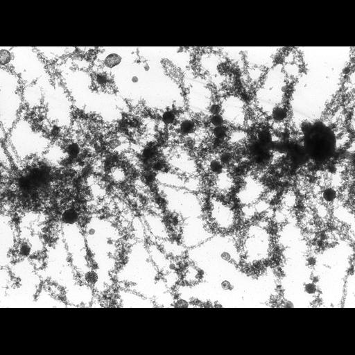  NCBI Organism:Notophthalmus viridescens; Cell Types:oocyte