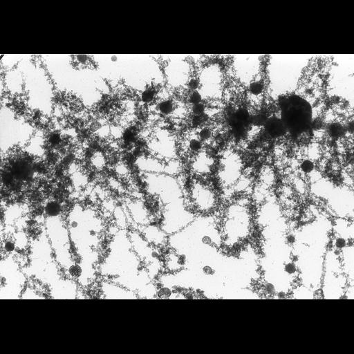  NCBI Organism:Notophthalmus viridescens; Cell Types:oocyte