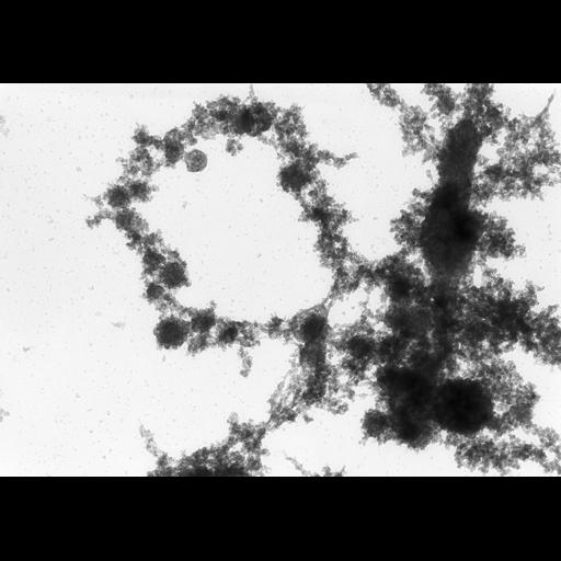  NCBI Organism:Notophthalmus viridescens; Cell Types:oocyte