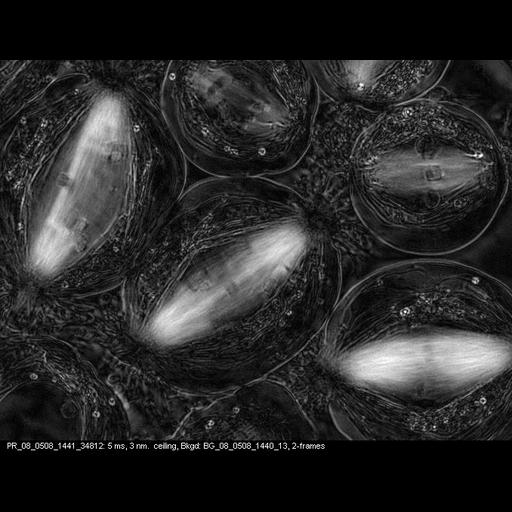  NCBI Organism:Nephrotoma, , ; Cell Types:primary spermatocyte Cell Components:spindle, nuclear chromosome; Biological process:male meiosis chromosome segregation