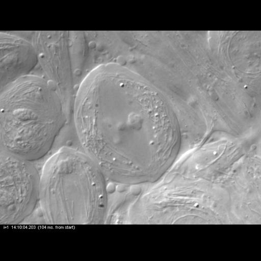  NCBI Organism:Nephrotoma, , ; Cell Types:primary spermatocyte Cell Components:spindle, nuclear chromosome; Biological process:male meiosis chromosome segregation