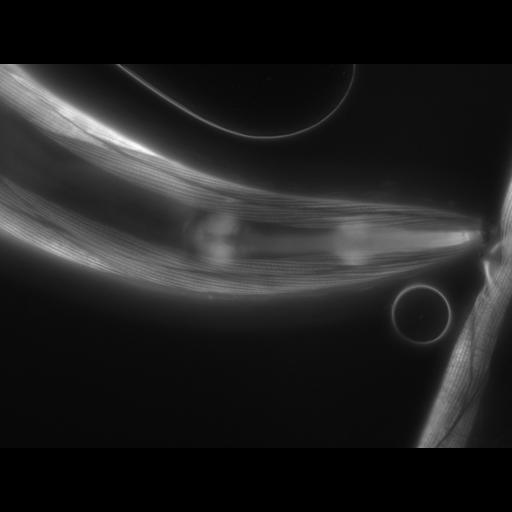  NCBI Organism:Caenorhabditis elegans; Cell Types:muscle cell Cell Components:actin filament Biological process:chronological cell aging