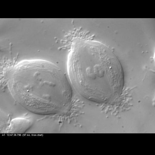  NCBI Organism:Nephrotoma, , ; Cell Types:primary spermatocyte Cell Components:spindle, nuclear chromosome; Biological process:male meiosis chromosome segregation