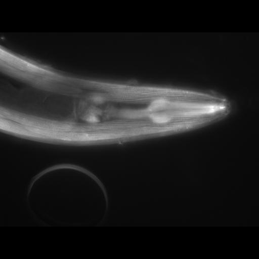  NCBI Organism:Caenorhabditis elegans; Cell Types:muscle cell Cell Components:actin filament Biological process:chronological cell aging