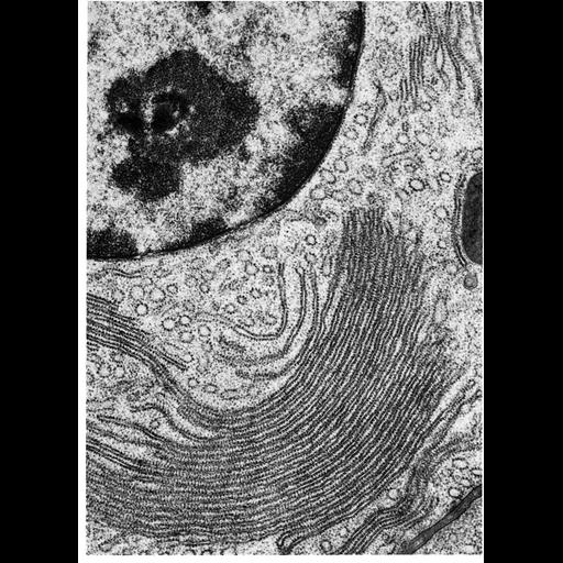  NCBI Organism:Myotis lucifugus; Cell Types:acinar cell Cell Components:endoplasmic reticulum, ribosome, rough endoplasmic reticulum, nucleus, endoplasmic reticulum cisternal network; Biological process:translation