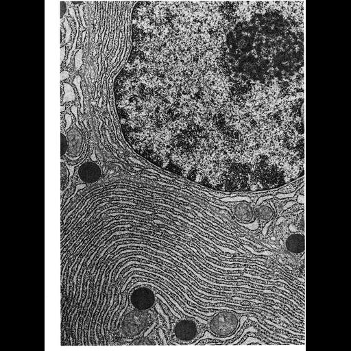  NCBI Organism:Homo sapiens; Cell Types:acinar cell Cell Components:endoplasmic reticulum, ribosome, rough endoplasmic reticulum, nucleus, endoplasmic reticulum cisternal network; Biological process:translation