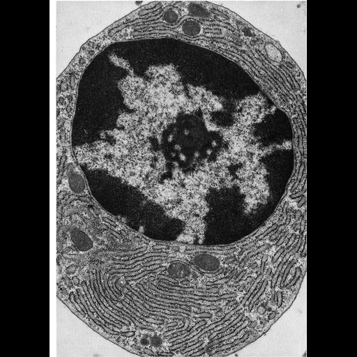  NCBI Organism:Cavia porcellus; Cell Types:plasma cell Cell Components:endoplasmic reticulum, ribosome, rough endoplasmic reticulum, nucleus, endoplasmic reticulum cisternal network; Biological process:translation