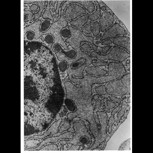  NCBI Organism:Cavia porcellus; Cell Types:plasma cell Cell Components:endoplasmic reticulum, ribosome, rough endoplasmic reticulum, nucleus, endoplasmic reticulum cisternal network; Biological process:translation