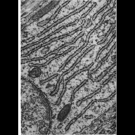  NCBI Organism:Rattus; Cell Types:odontoblast Cell Components:endoplasmic reticulum, ribosome, rough endoplasmic reticulum, endoplasmic reticulum cisternal network; Biological process:translation