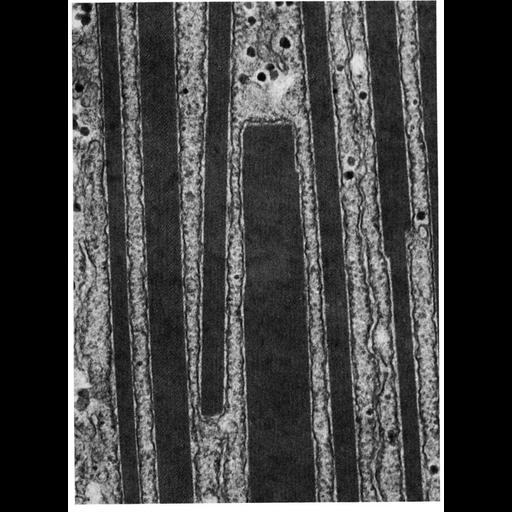  NCBI Organism:Batrachoseps attenuatus; Cell Components:endoplasmic reticulum, ribosome, rough endoplasmic reticulum; Biological process:translation