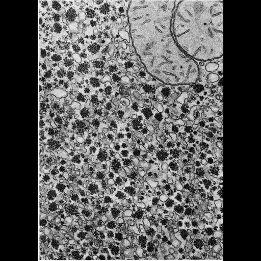  NCBI Organism:Phodopus; Cell Types:hepatocyte Cell Components:endoplasmic reticulum, smooth endoplasmic reticulum; Biological process:glycogen biosynthetic process