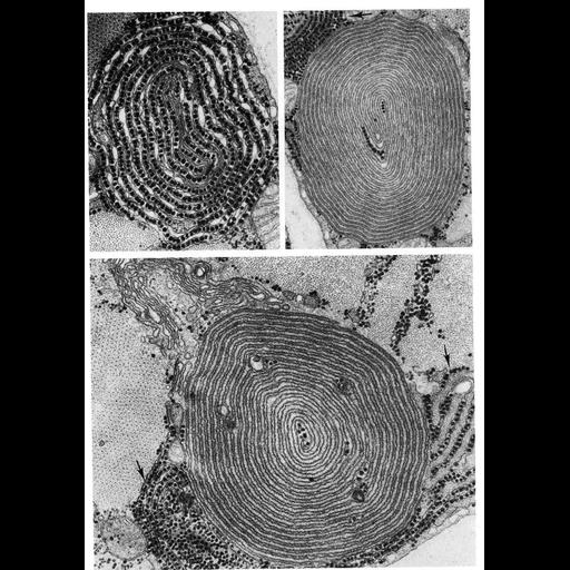  NCBI Organism:Oryctolagus; Cell Types:muscle cell Cell Components:sarcoplasmic reticulum Biological process:glycogen metabolic process