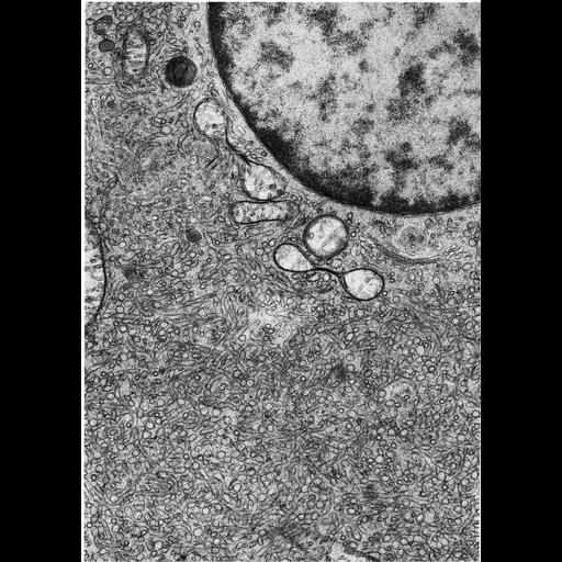  NCBI Organism:Didelphimorphia; Cell Types:Leydig cell Cell Components:endoplasmic reticulum, smooth endoplasmic reticulum; Biological process:cholesterol biosynthetic process, steroid biosynthetic process;