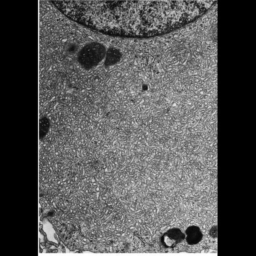  NCBI Organism:Cavia porcellus; Cell Types:endocrine cell Cell Components:endoplasmic reticulum, smooth endoplasmic reticulum; Biological process:steroid biosynthetic process