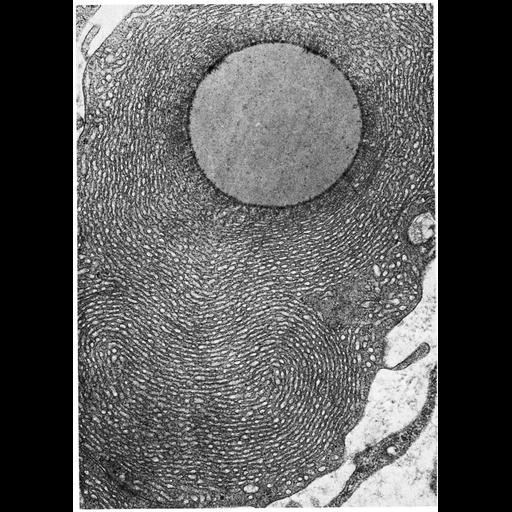  NCBI Organism:Cavia porcellus; Cell Types:Leydig cell Cell Components:endoplasmic reticulum, smooth endoplasmic reticulum; Biological process:steroid biosynthetic process, lipid storage;