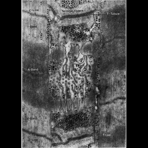  NCBI Organism:Anura; Cell Types:skeletal muscle cell Cell Components:sarcoplasmic reticulum, myofibril, I band, A band, Z disc, terminal cisterna, sarcomere; Biological process:striated muscle contraction