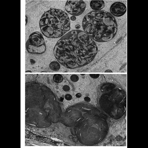  NCBI Organism:Leporidae; Cell Types:columnar/cuboidal epithelial cell Cell Components:lysosome, basal part of cell, secondary lysosome; Biological process:autophagy