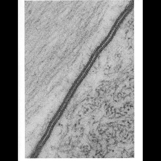  NCBI Organism:Annelida; Cell Types:glial cell (sensu Nematoda and Protostomia) Cell Components:plasma membrane, extracellular region part; Biological process:plasma membrane organization