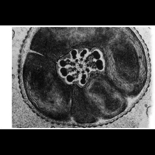  NCBI Organism:Didelphis marsupialis; Cell Types:sperm Cell Components:plasma membrane, cytoplasm, axoneme, axonemal microtubule; Biological process:fertilization, sperm motility, plasma membrane organization;