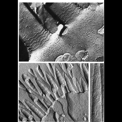  NCBI Organism:Rattus, Homo sapiens, ; Cell Types:ciliated epithelial cell Cell Components:plasma membrane, cilium, microvillus; Biological process:plasma membrane organization