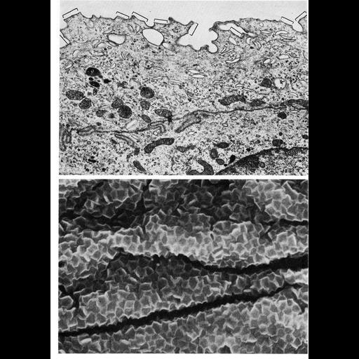  NCBI Organism:Rattus, Mus musculus, ; Cell Types:transitional epithelial cell Cell Components:plasma membrane, extracellular region; Biological process:plasma membrane organization