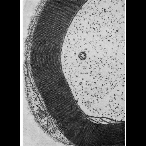  NCBI Organism:Felis catus; Cell Types:myelinating Schwann cell, peripheral neuron; Cell Components:myelin sheath, axon; Biological process:transmission of nerve impulse, myelination in peripheral nervous system, plasma membrane organization;