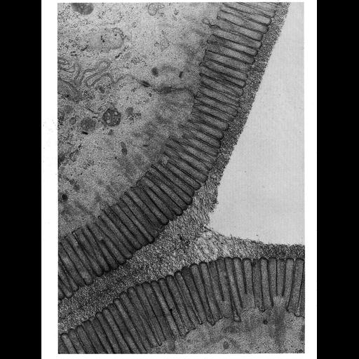  NCBI Organism:Felis catus; Cell Types:epithelial cell, enterocyte; Cell Components:plasma membrane, extracellular region part, glycocalyx, microvillus; Biological process:extracellular structure organization