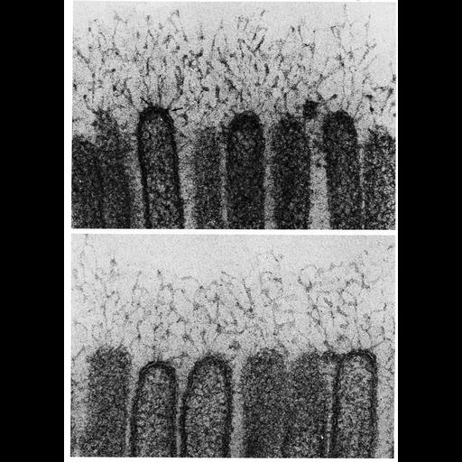  NCBI Organism:Myotis; Cell Types:epithelial cell, enterocyte; Cell Components:plasma membrane, extracellular region part, glycocalyx, microvillus; Biological process:extracellular structure organization