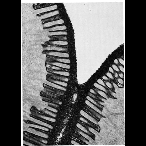  NCBI Organism:Felis catus; Cell Types:epithelial cell, enterocyte; Cell Components:plasma membrane, extracellular region part, glycocalyx, microvillus; Biological process:extracellular structure organization