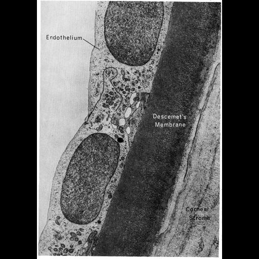  NCBI Organism:Homo sapiens; Cell Types:corneal endothelial cell Cell Components:basal lamina, extracellular region part, plasma membrane; Biological process:cell-substrate adhesion, extracellular structure organization;