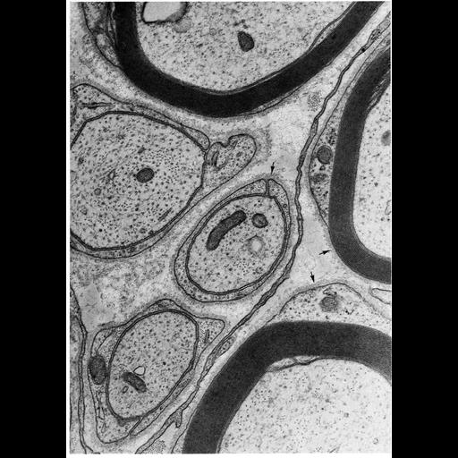  NCBI Organism:Felis catus; Cell Types:peripheral neuron, myelinating Schwann cell; Cell Components:basement membrane, extracellular region part, plasma membrane; Biological process:plasma membrane organization, extracellular structure organization, myelination in peripheral nervous system, basement membrane organization;