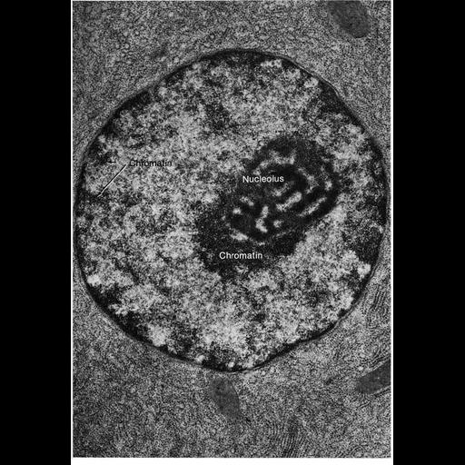  NCBI Organism:Myotis lucifugus; Cell Types:pancreatic acinar cell Cell Components:nucleus, nucleolus, chromatin, rough endoplasmic reticulum, ribosome, nuclear heterochromatin, nuclear envelope; Biological process:nucleus organization, nucleolus organization, chromatin organization;