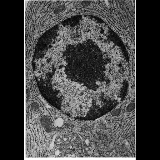  NCBI Organism:Cavia porcellus; Cell Types:plasma cell Cell Components:nuclear heterochromatin, nucleolus, nuclear envelope, chromatin, endoplasmic reticulum; Biological process:nucleus organization, nucleolus organization, chromatin organization;