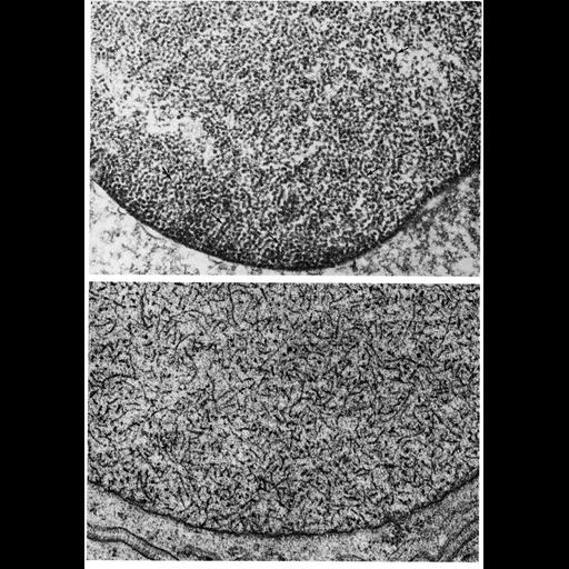  NCBI Organism:Anura, Insecta, ; Cell Types:erythrocyte, spermatid; Cell Components:nuclear chromatin, nuclear envelope, nuclear pore; Biological process:nucleus organization