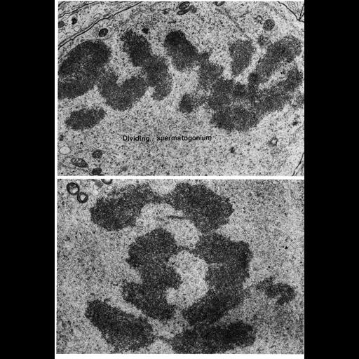  NCBI Organism:Ovis aries, Cricetulus griseus, ; Cell Types:spermatogonium Cell Components:nuclear chromosome Biological process:nucleus organization, mitosis, mitotic anaphase, mitotic metaphase, chromatin organization;