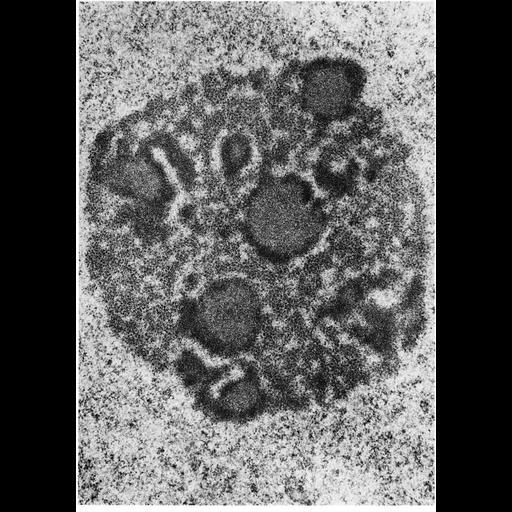  NCBI Organism:Cricetulus griseus; Cell Types:spermatogonium Cell Components:nucleolus, nucleus, nuclear chromatin; Biological process:nucleus organization, RNA metabolic process, nucleolus organization;