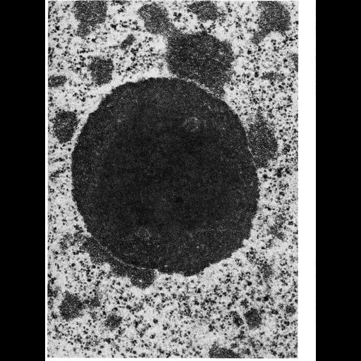  NCBI Organism:Batrachoseps attenuatus; Cell Types:hepatocyte Cell Components:nucleolus, nucleus, nuclear chromatin; Biological process:nucleus organization, RNA metabolic process, nucleolus organization;