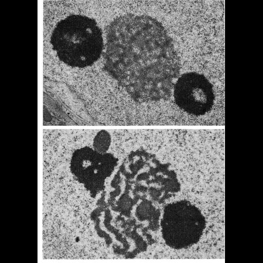  NCBI Organism:Cavia porcellus, Cricetulus griseus, ; Cell Types:Sertoli cell Cell Components:nucleolus, nucleus, nuclear chromatin; Biological process:nucleus organization, RNA metabolic process, nucleolus organization;