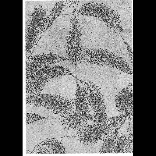  NCBI Organism:Notophthalmus viridescens; Cell Types:oocyte Cell Components:nucleolar chromatin, chromatin, ; Biological process:nucleus organization, RNA metabolic process;