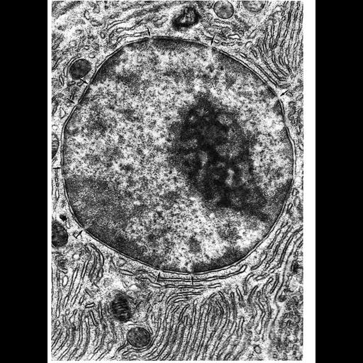  NCBI Organism:Myotis lucifugus; Cell Types:pancreatic acinar cell Cell Components:nuclear envelope, nucleus, nuclear pore, nucleolus, chromatin, heterochromatin, endoplasmic reticulum; Biological process:nucleus organization, nucleolus organization, chromatin organization;