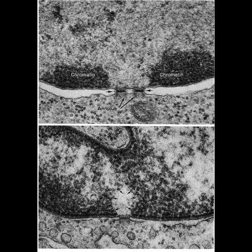  NCBI Organism:Cavia sp.; Cell Types:erythroblast Cell Components:nuclear pore, nuclear envelope, nuclear chromatin, heterochromatin; Biological process:nucleus organization, nuclear transport, nuclear pore organization;